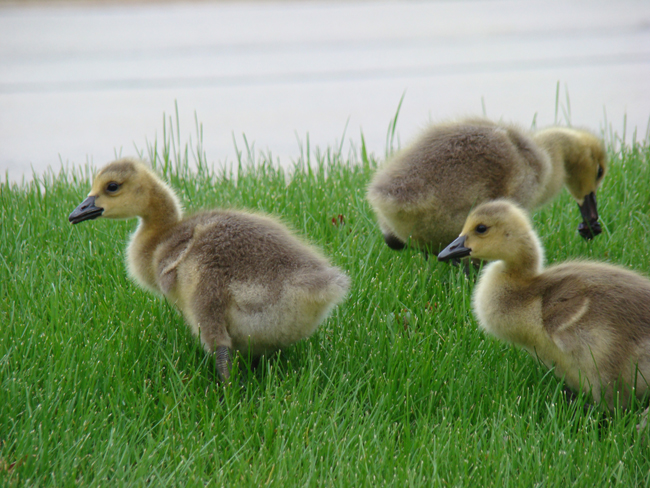 Greenfield, WI: Geese near apartment complex off Park Drive