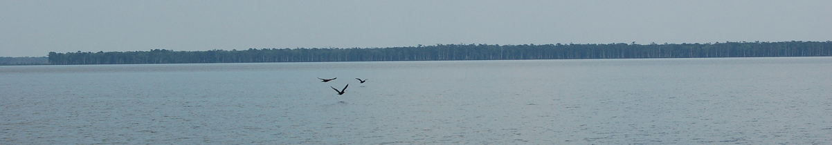 Des Allemands, LA: A trio of birds glide over the smooth water of Lake Des Allemands