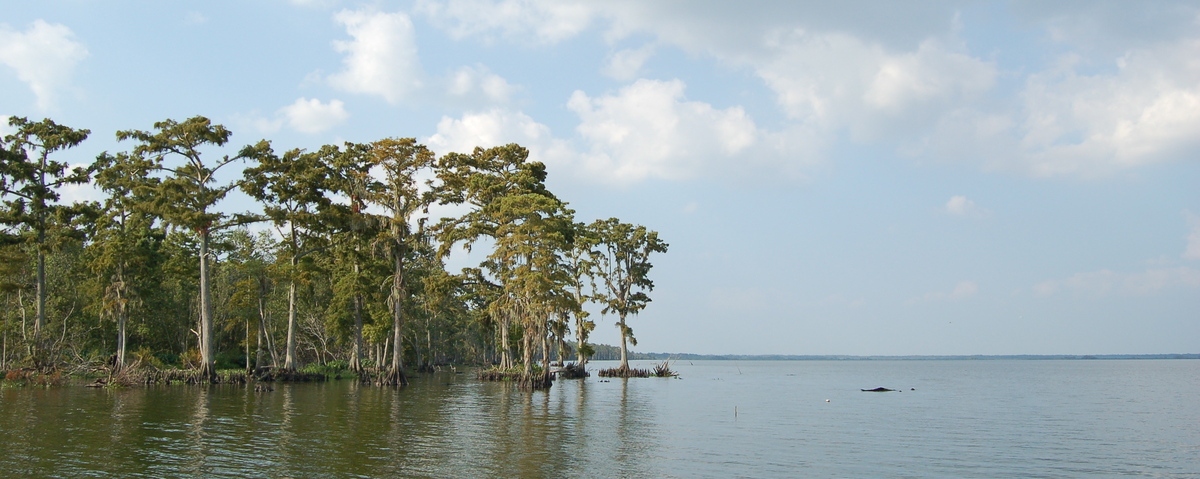 Des Allemands, LA: Majestic cypress trees at the water's edge of Lake Des Allemands