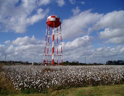 Mount Olive, NC: Mount Olive NC, Watertower and cottonfield