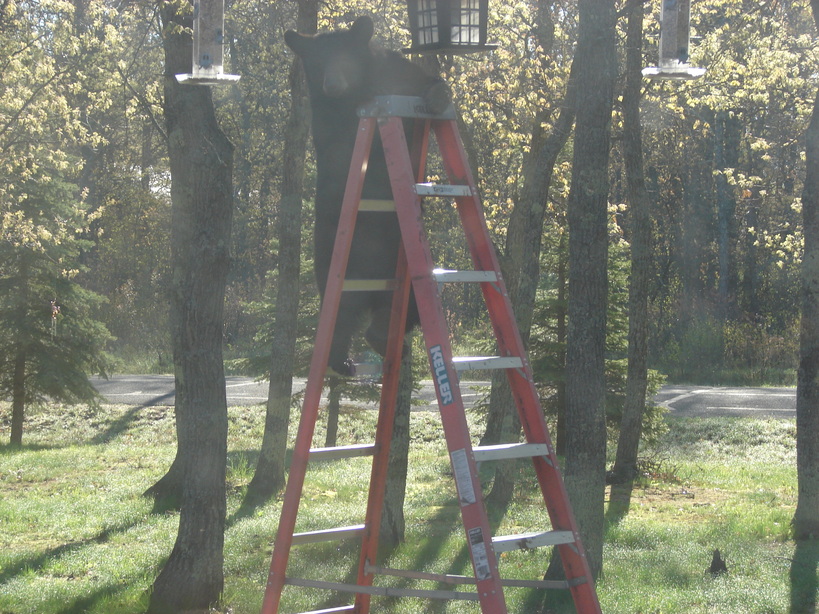 Solon Springs, WI: bear on my ladder