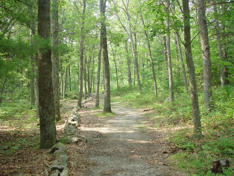 Freetown, MA: Walk in the woods( freetown forest)