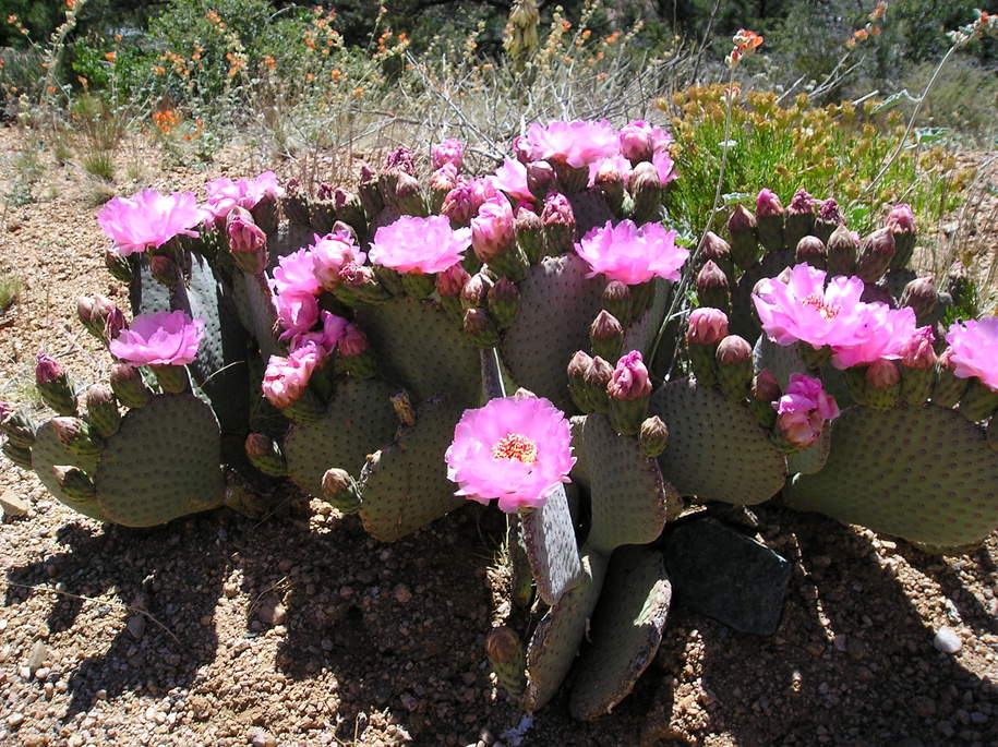 Kingman, AZ: Hualapai Mountain Spring Blossoms