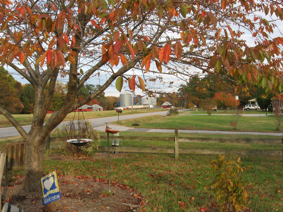 Windsor, VA: Fall view of Indika on Shiloh Drive