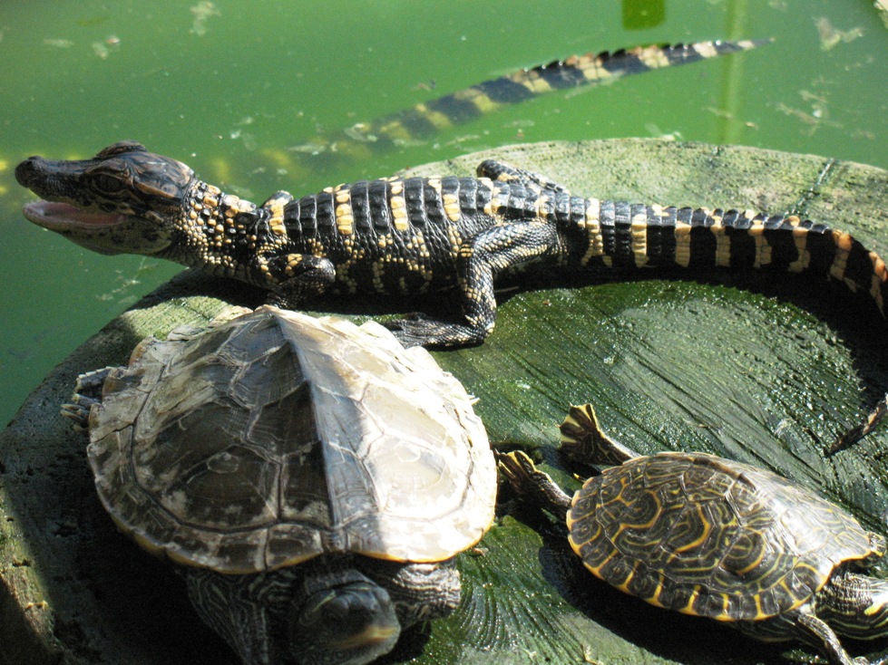 Marrero, LA: baby gator and turtles - Lafitte Swamp Tour Marrero, LA