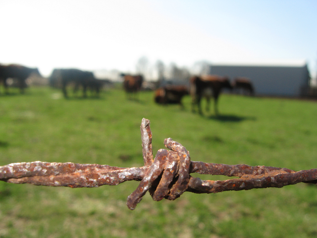 Martinsville, IN: a nebulous herd of cattle