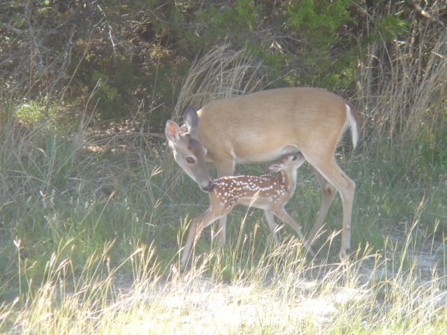 Lago Vista, TX: Mama and Baby