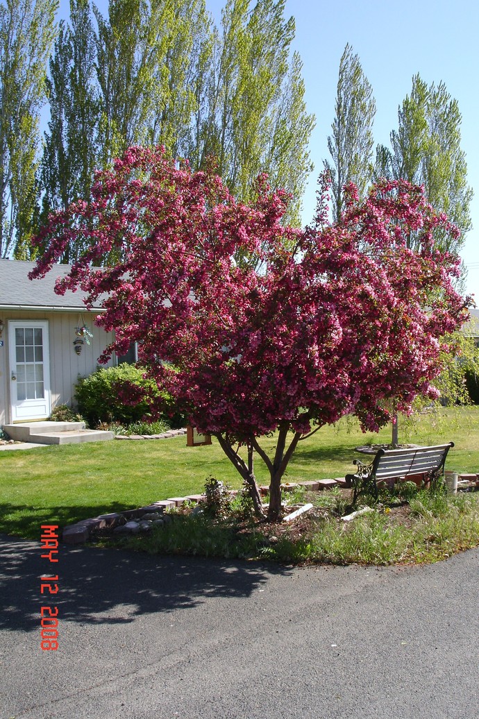 Tieton, WA: Flowering Apple Tree in Tieton, WA