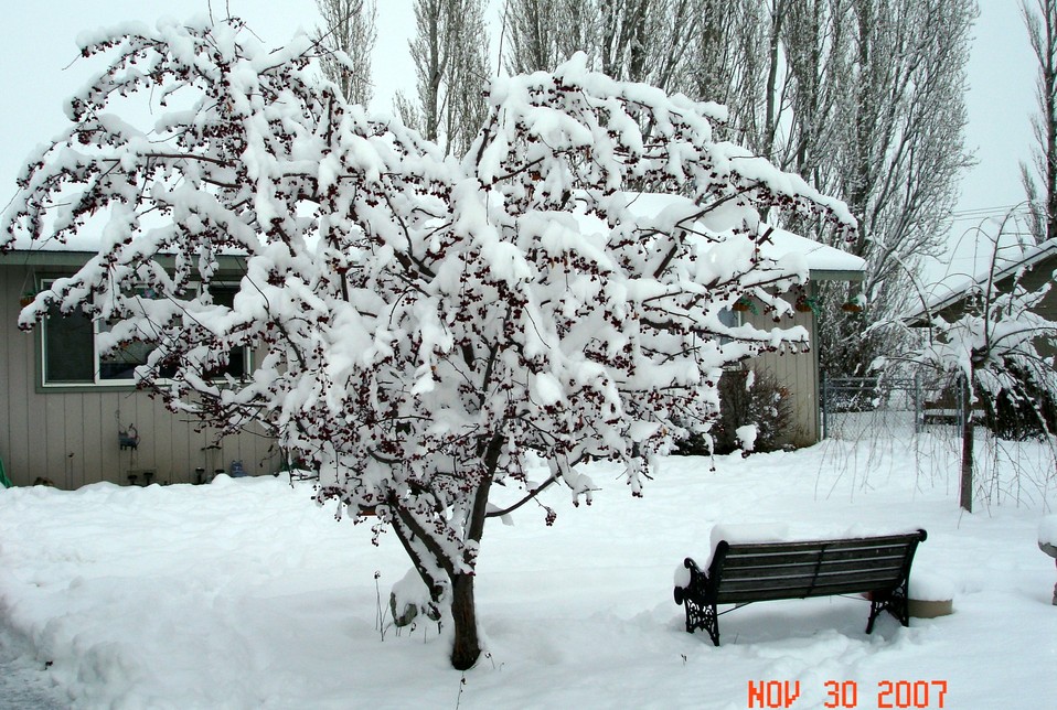 Tieton, WA: Tree in Winter