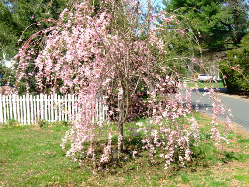 Rye Brook, NY: Great Weeping Cherry Tree in Rye Brook