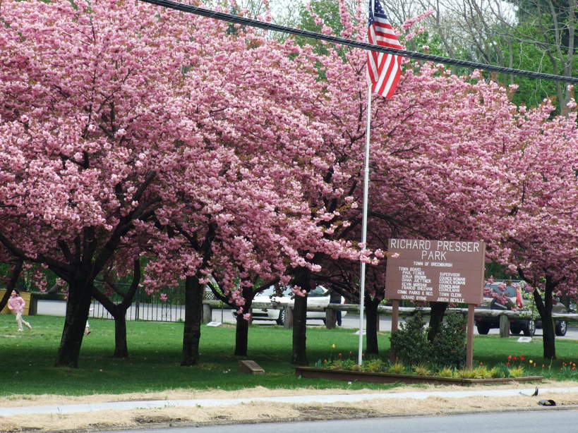 Hartsdale, NY: FLOWERING TREES, WEBB FIELD, CENTRAL AVE.