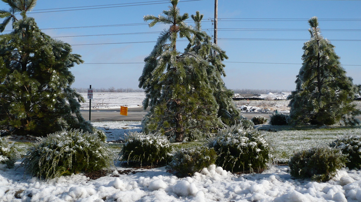 Kansas City, MO: Ice Covered Trees