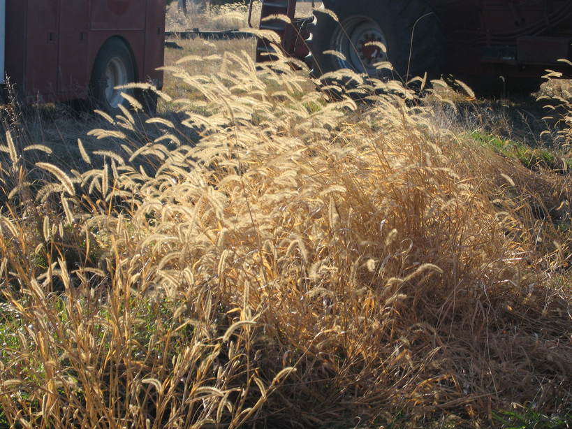 Jewell, KS: Wheat in the Field