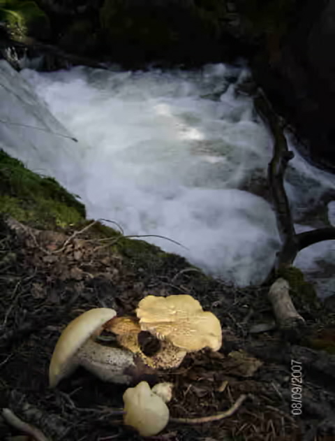 Crestone, CO: mushrooms by creek in Crestone