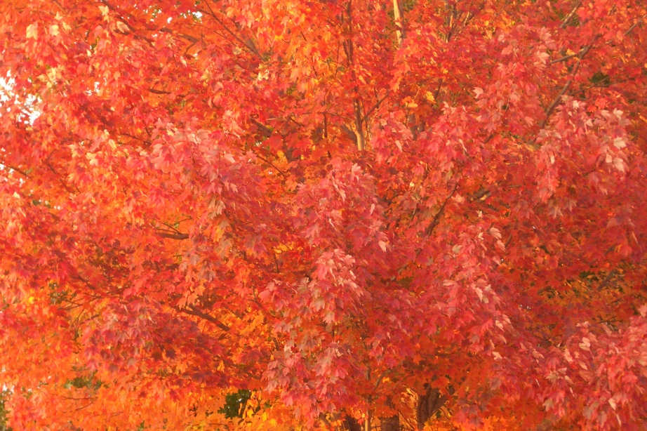 Oronogo, MO: fall time maple