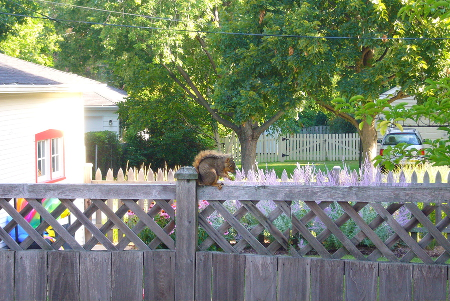 Western Springs, IL: Squirrel in the suburbs