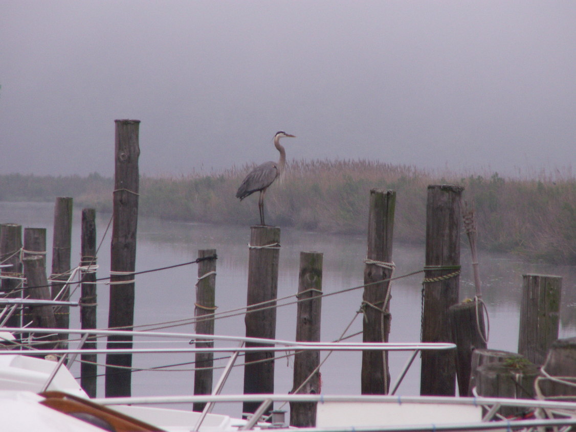 Chesapeake Beach, MD: fishing creek in the mist