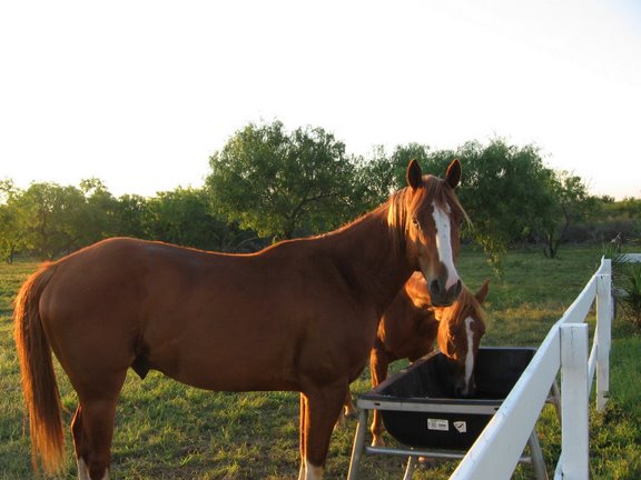 Orange Grove, TX: horses At El Rancho De Cortinas Orange Grove Texas......
