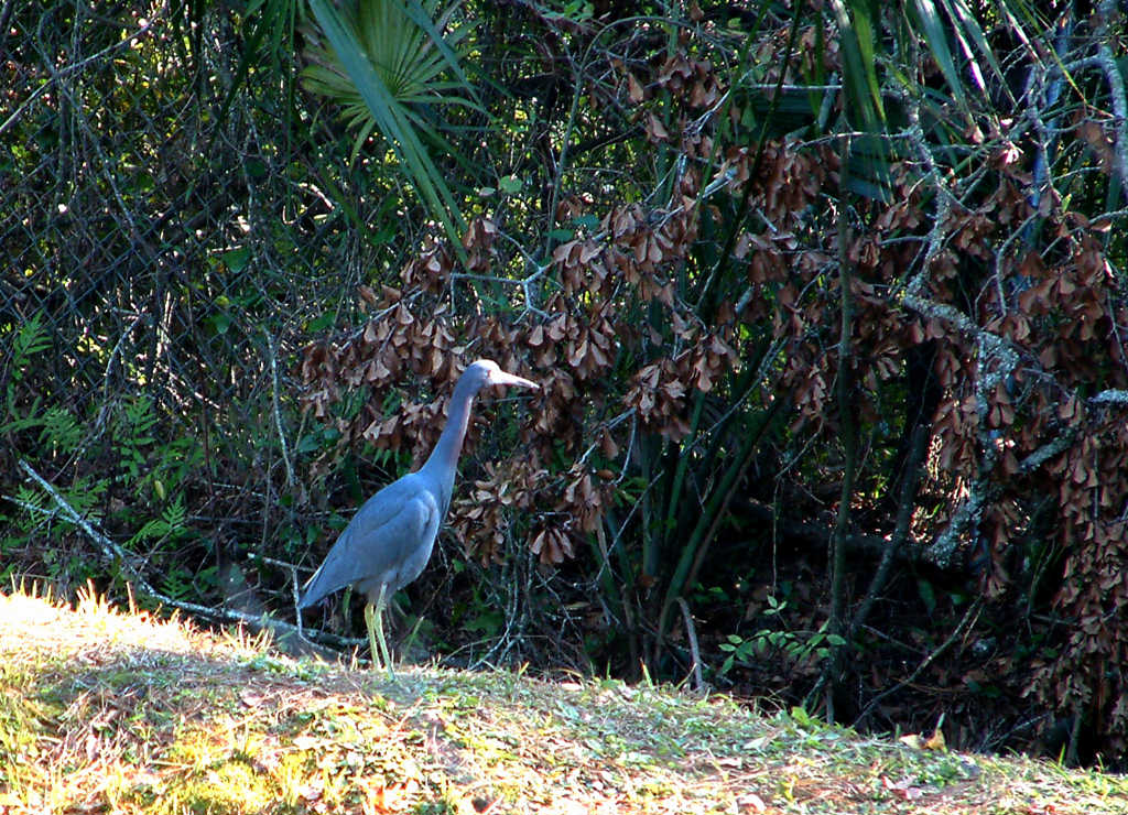 Gainesville, FL: Blue Heron, Gatorwood Apts, 2004