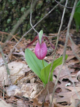 Luther, MI: Lady Slipper in the Manistee Forest