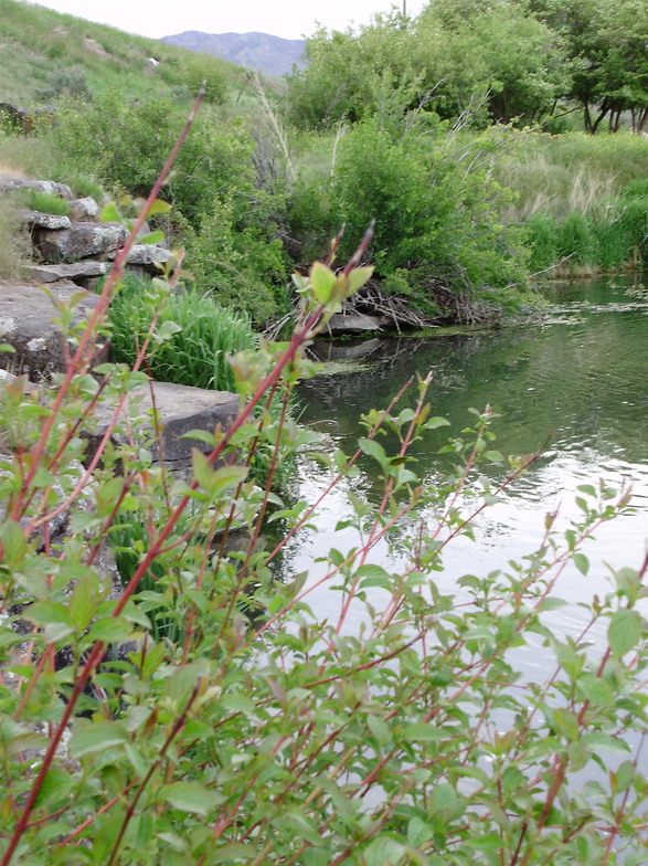 Lava Hot Springs, ID: the river behind the Ranch Inn in Lava Hot Springs