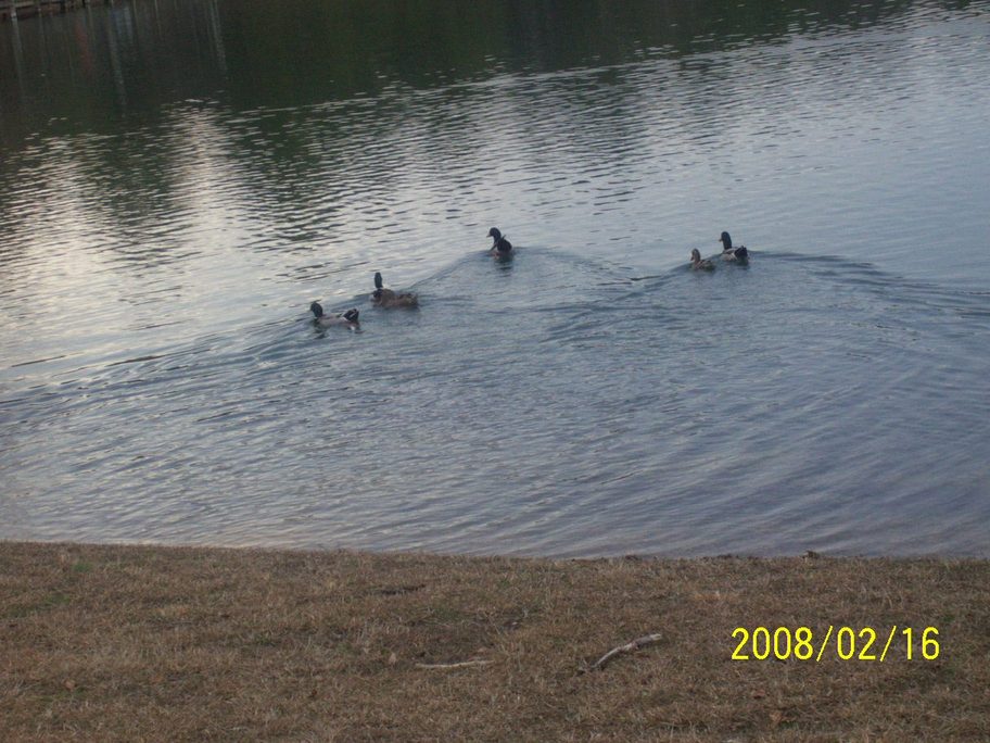 Sylvania, AL: Ducks Of Sylvania Lake