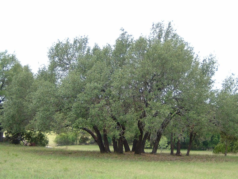 Bertram, TX Live Oaks in Spring photo, picture, image (Texas) at