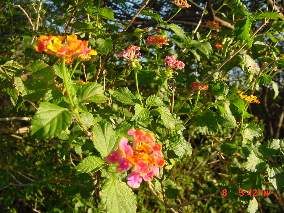 Greater Carrollwood, FL: The Wild Flowers