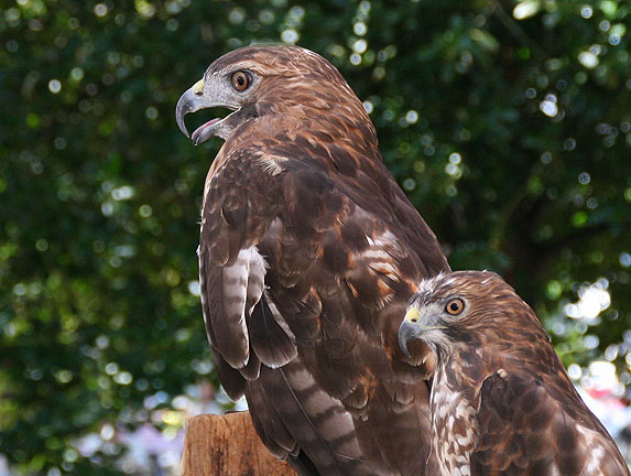 Denton, MD: Hawks at wildlife booth, Caroline Summerfest, Denton, MD