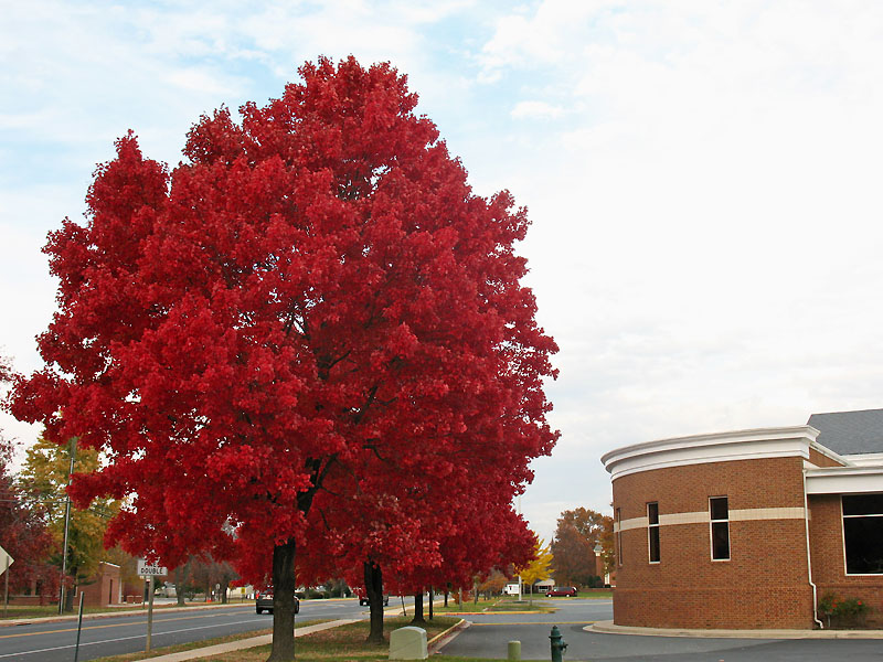 Easton, MD: Beautiful red trees in Fall. In front of Easton YMCA building.