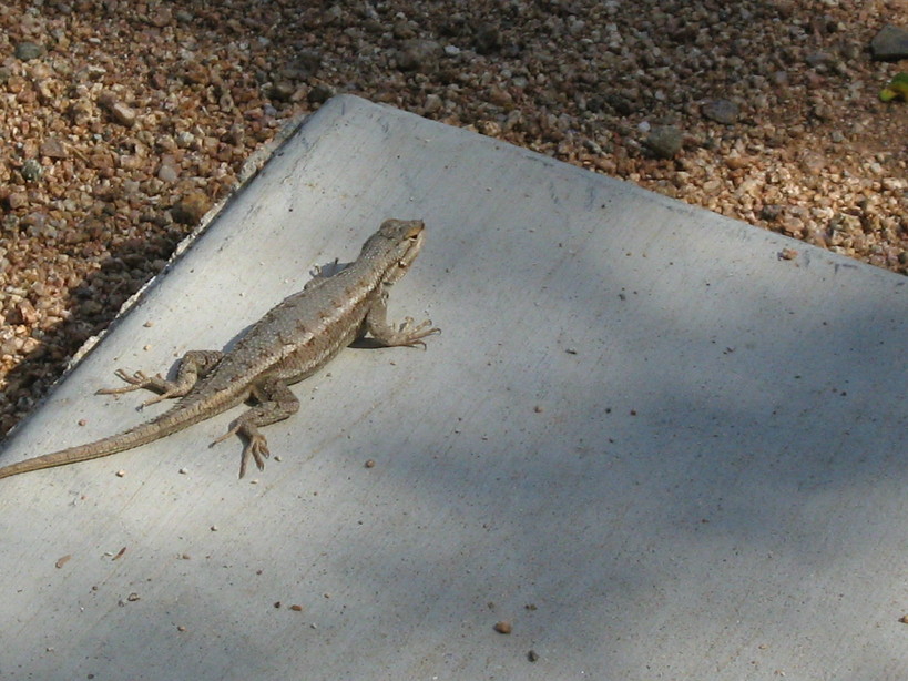 Dewey-Humboldt, AZ: lizard in dewey