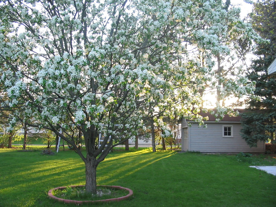 Poynette, WI: Crab apple tree in the afternoon