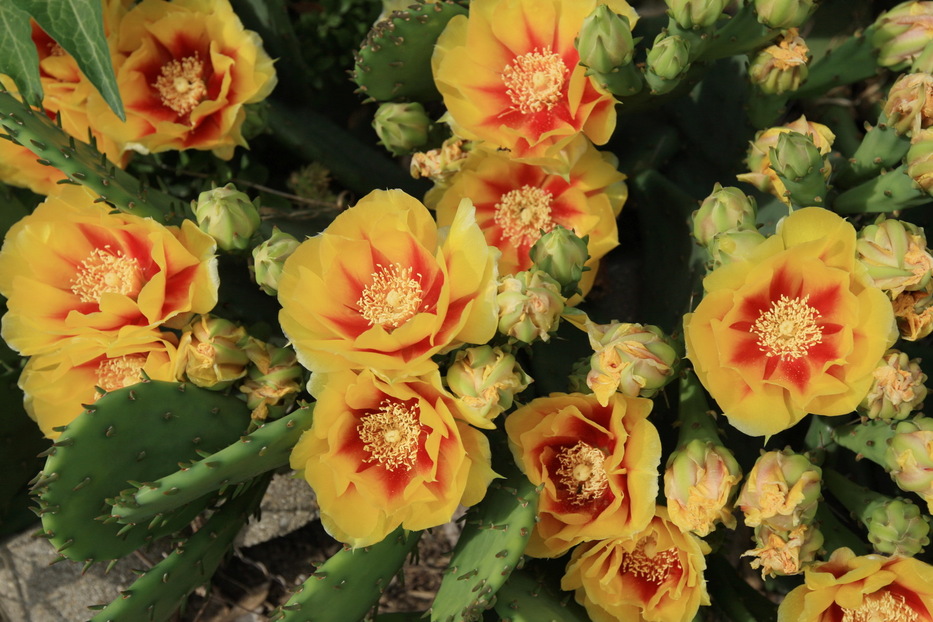 Piqua, OH: Cactus Flowers in Bloom along Washington Ave. in Piqua, Ohio