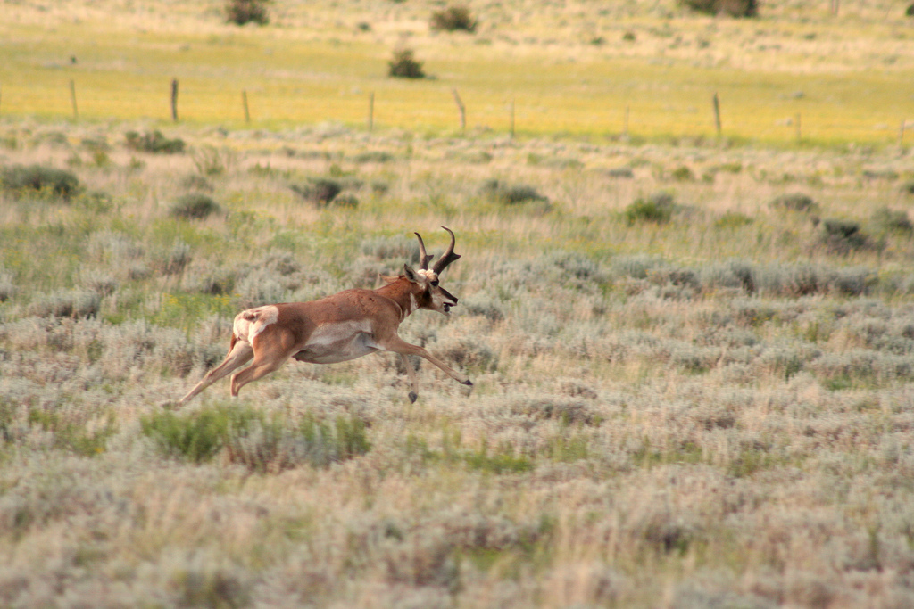 Socorro, NM: Pronghorn Antelope Socorro NM