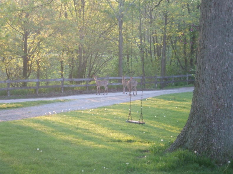 Villa Grove, IL: visiting deer