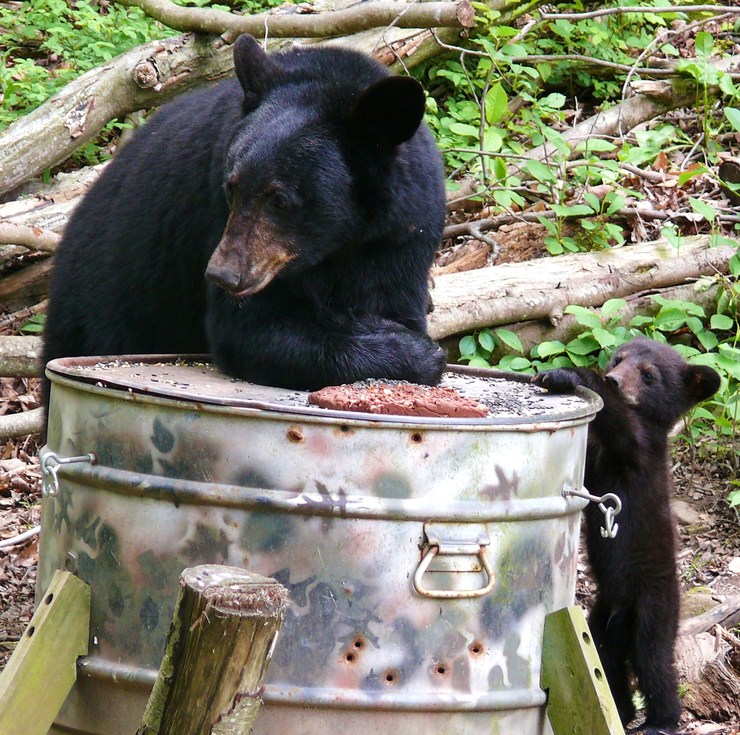 Wellsboro, PA: Mama Bear and Her Tippy Toed Cub Visiting Our Deer Feeder