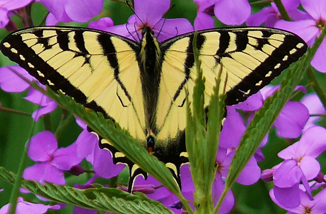 Wellsboro, PA: Wild Phlox Butterfly at the Marsh Creek Path