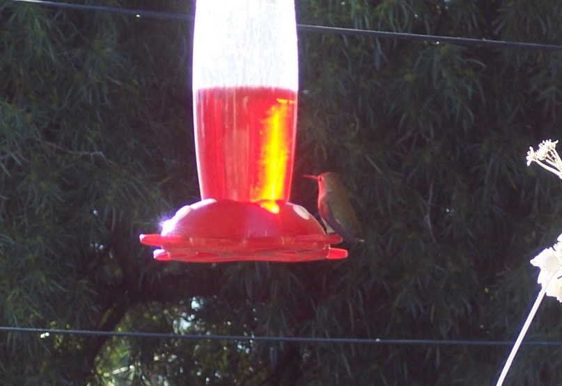 Tucson, AZ: hummingbird in my backyard