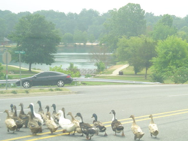 Koshkonong, MO: Ducks crossing! You never know what you'll find in small towns.