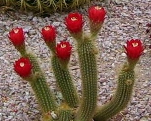 Tucson, AZ: Cactus flower in my front yard