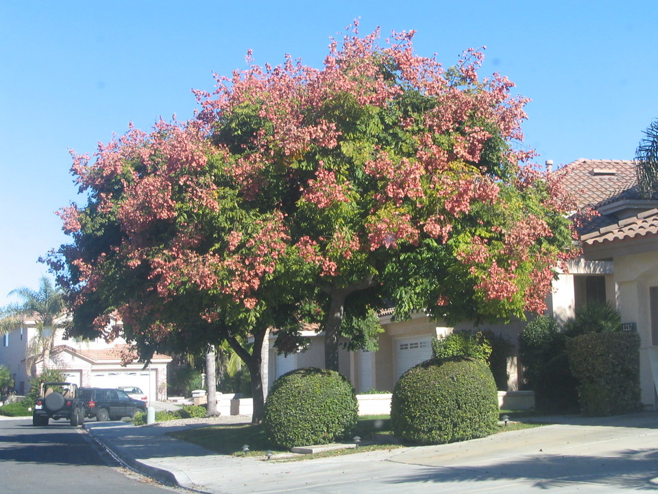 Chula Vista, CA: One of the many beautiful and unusual tress