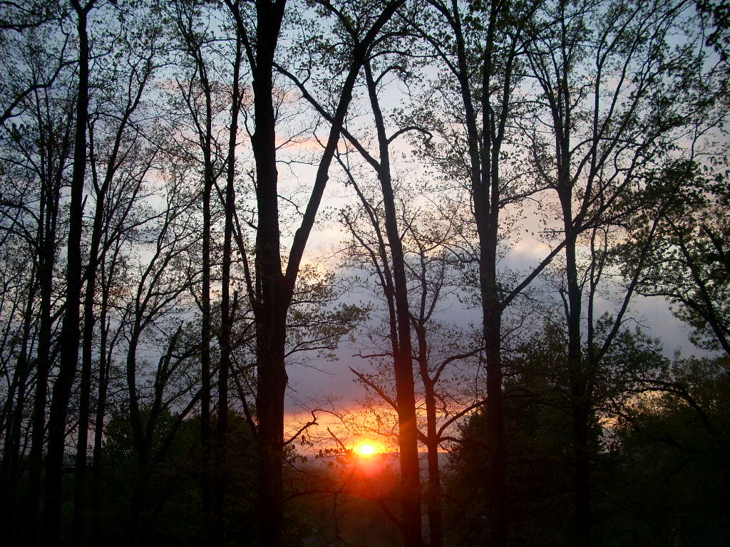 Reedsville, WV: sunset through the trees of Reedsville