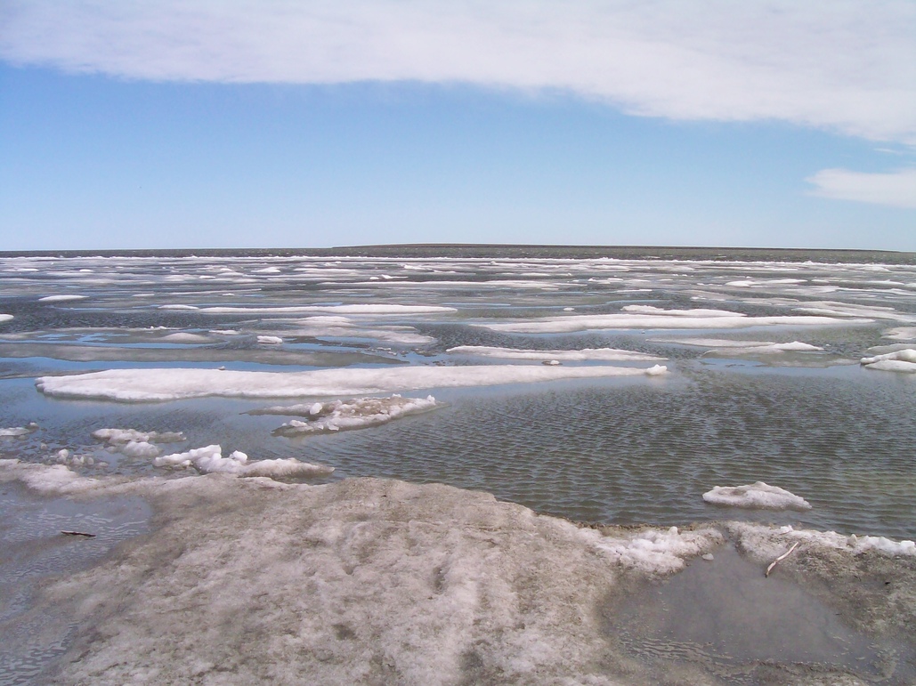 Kaktovik, AK: Pan Ice in Kaktovik Lagoon