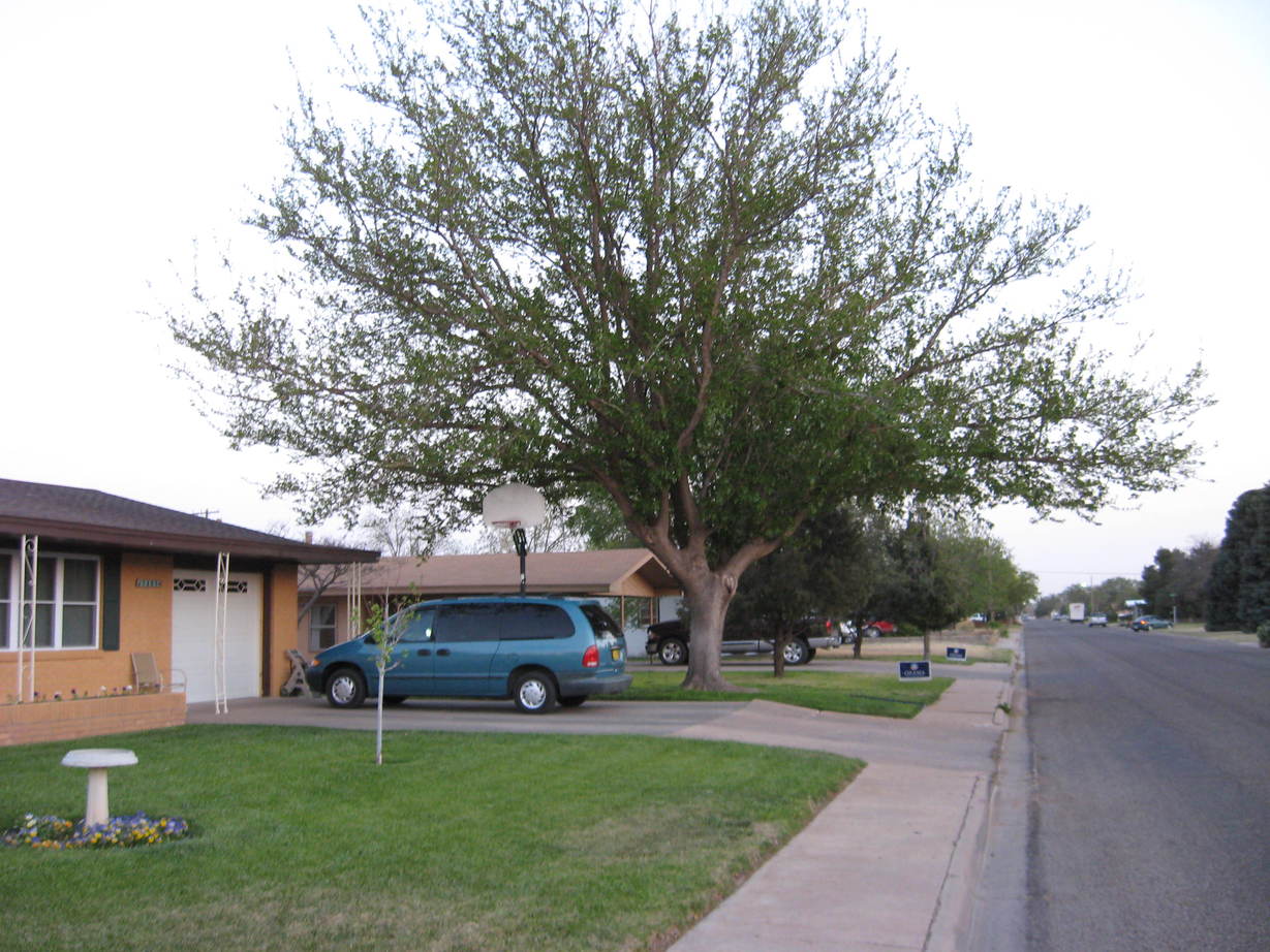 Portales, NM Portales Neighborhood photo, picture, image (New Mexico