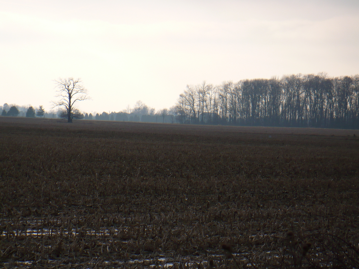 Wauseon, OH: Farm field in rural northwest Ohio.