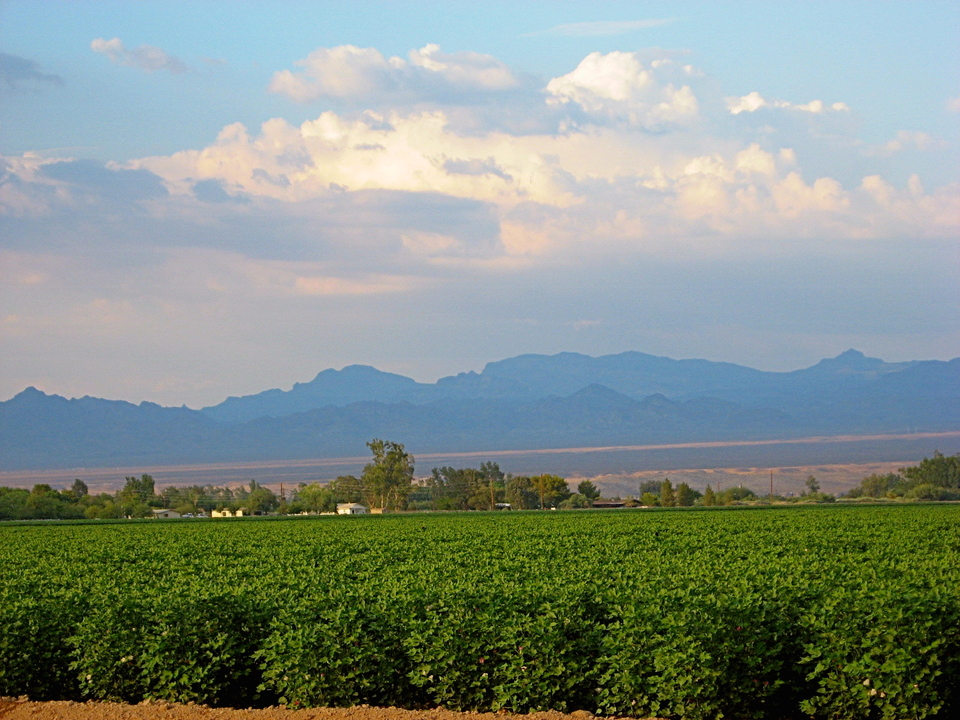 Mohave Valley, AZ: Valley of Cotton