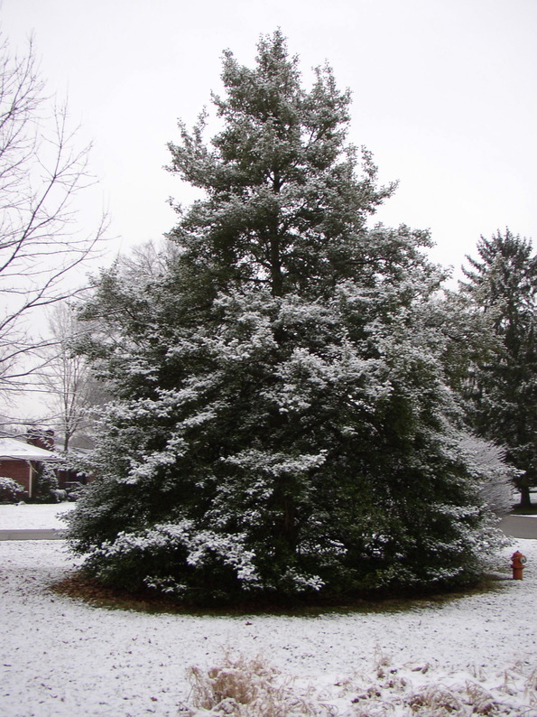 Bellemeade, KY: N/E corner Belle Meade Blvd. and Woodcleft Road. Holly tree winter 2007