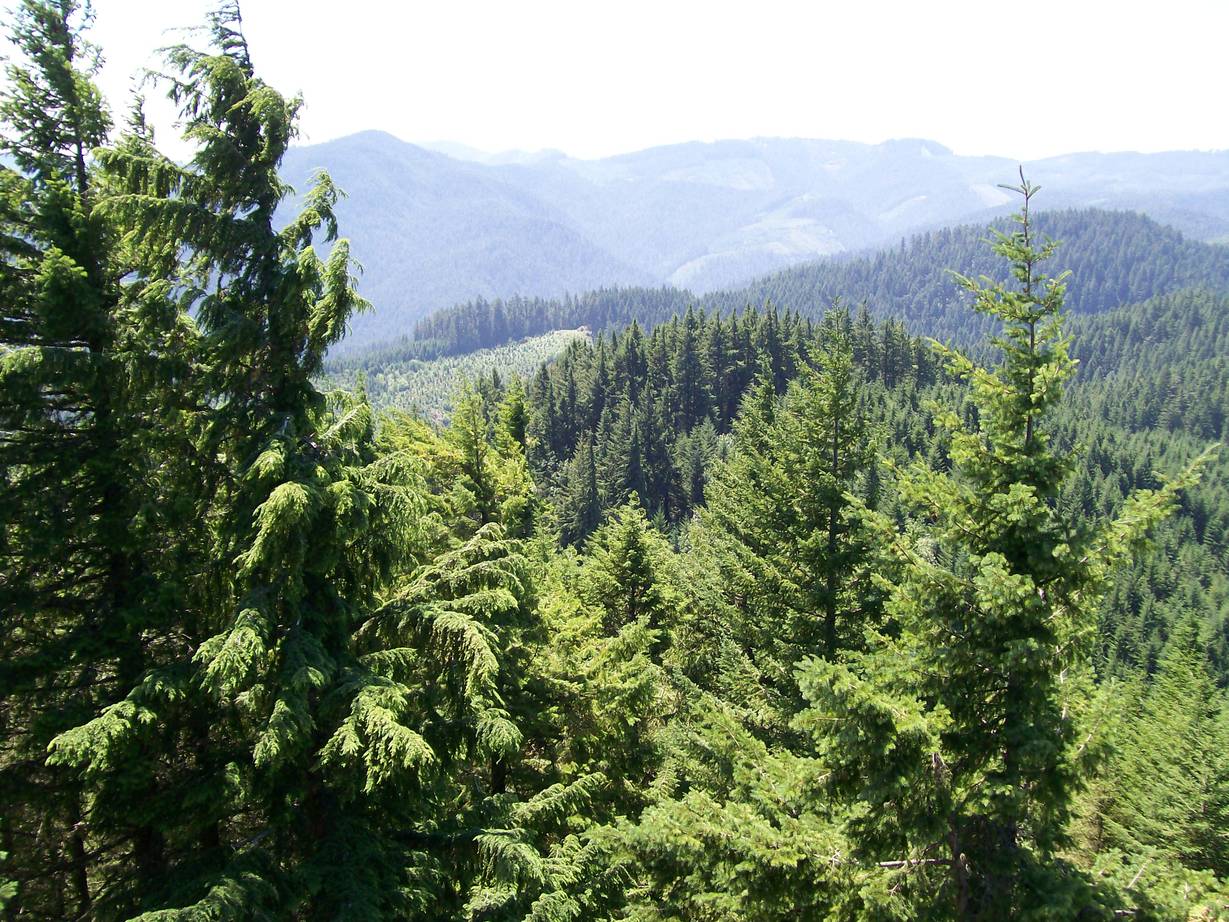 Oakridge, OR: View from Larison Rock