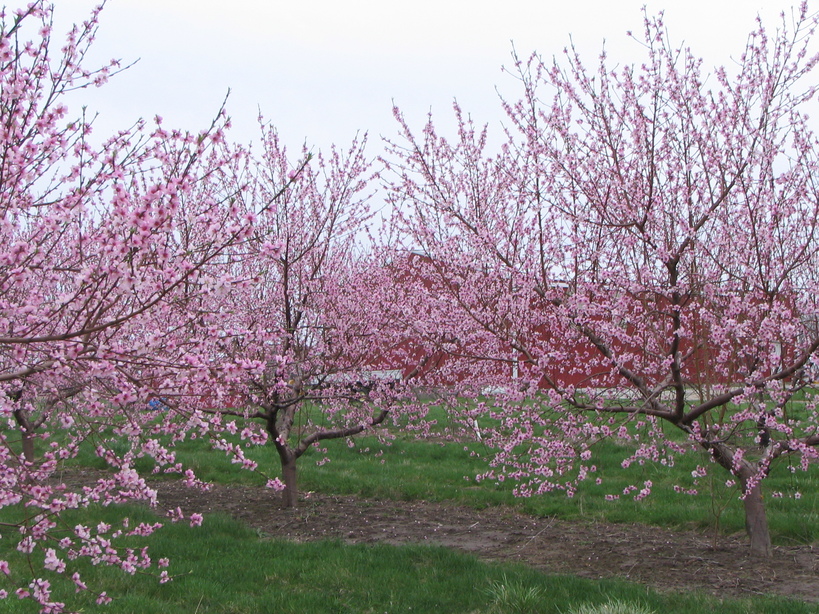 Alma, IL: Mazanek's Peach Orchard in Bloom