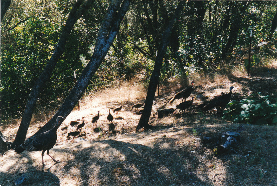 Mariposa, CA: Wild Turkeys